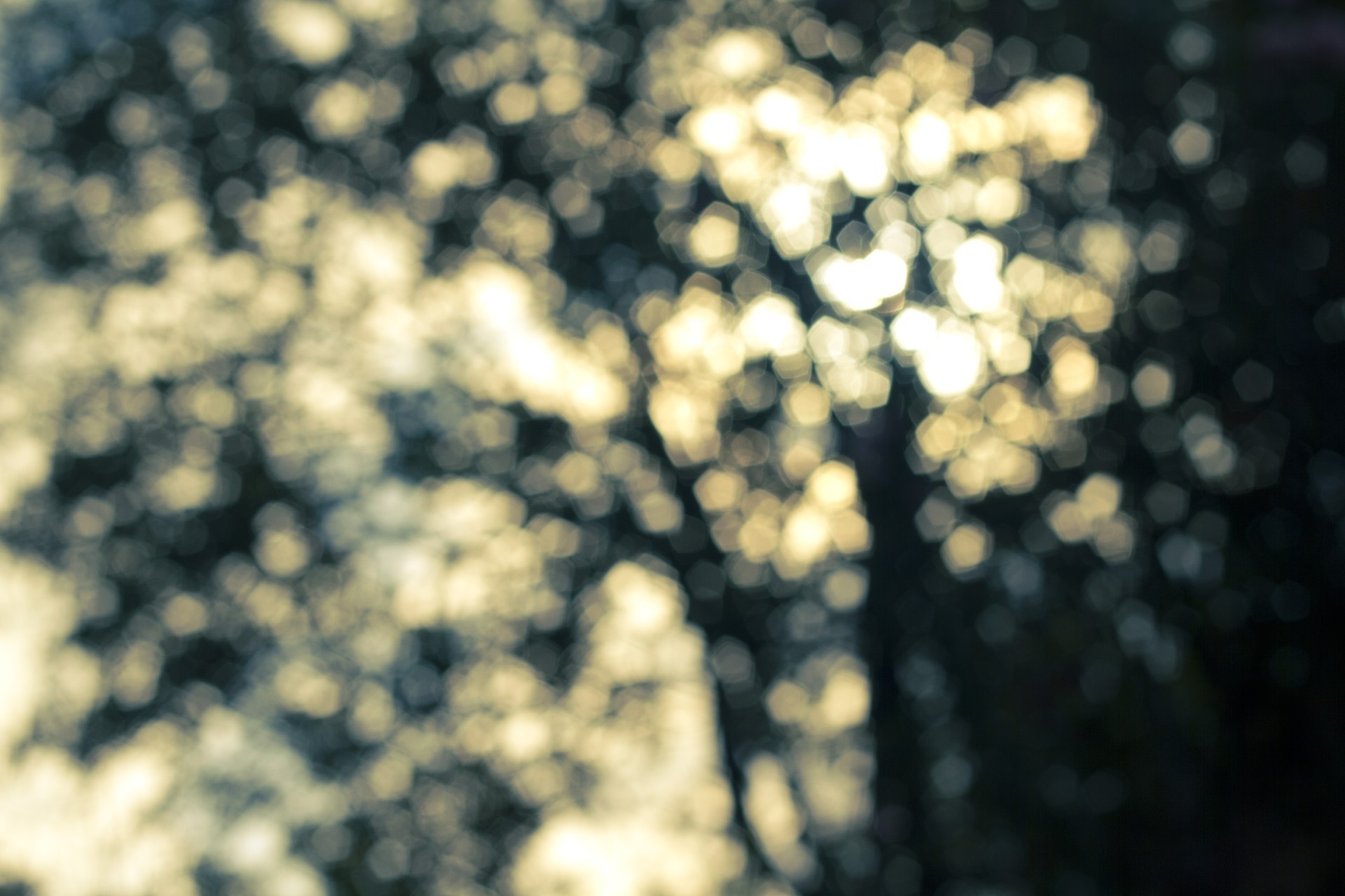 bokeh albero