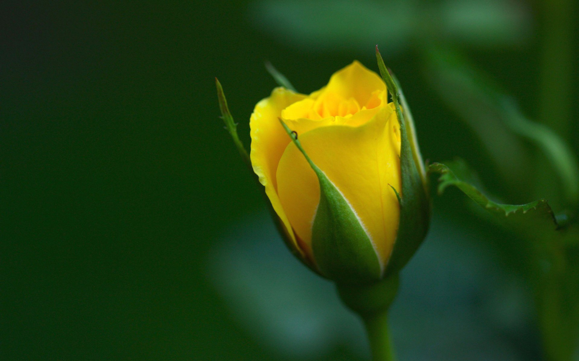 yellow bud background rose macro petals green