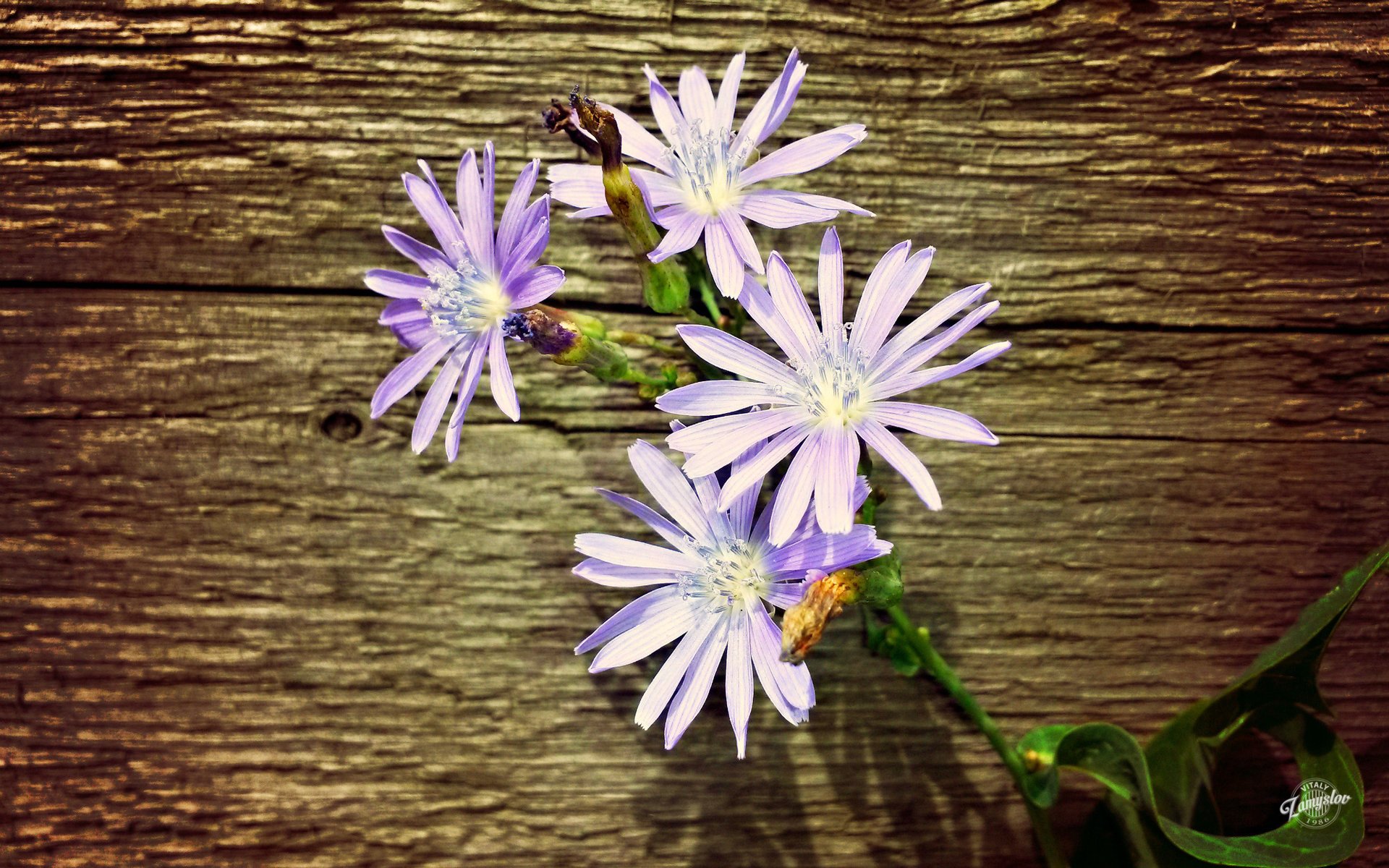 fiori albero fiore