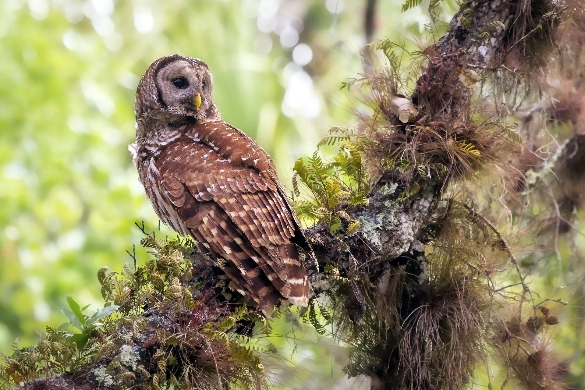 pájaro búho naturaleza bosque