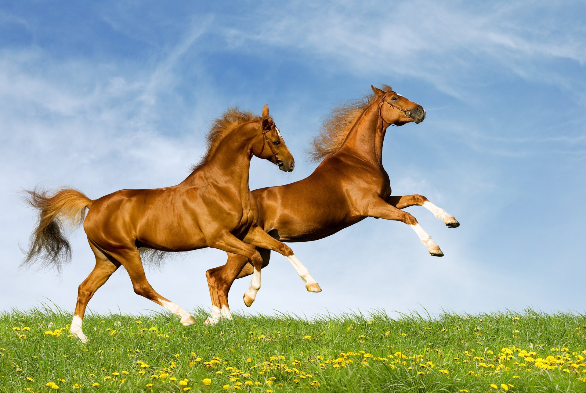 chevaux verdure été nature