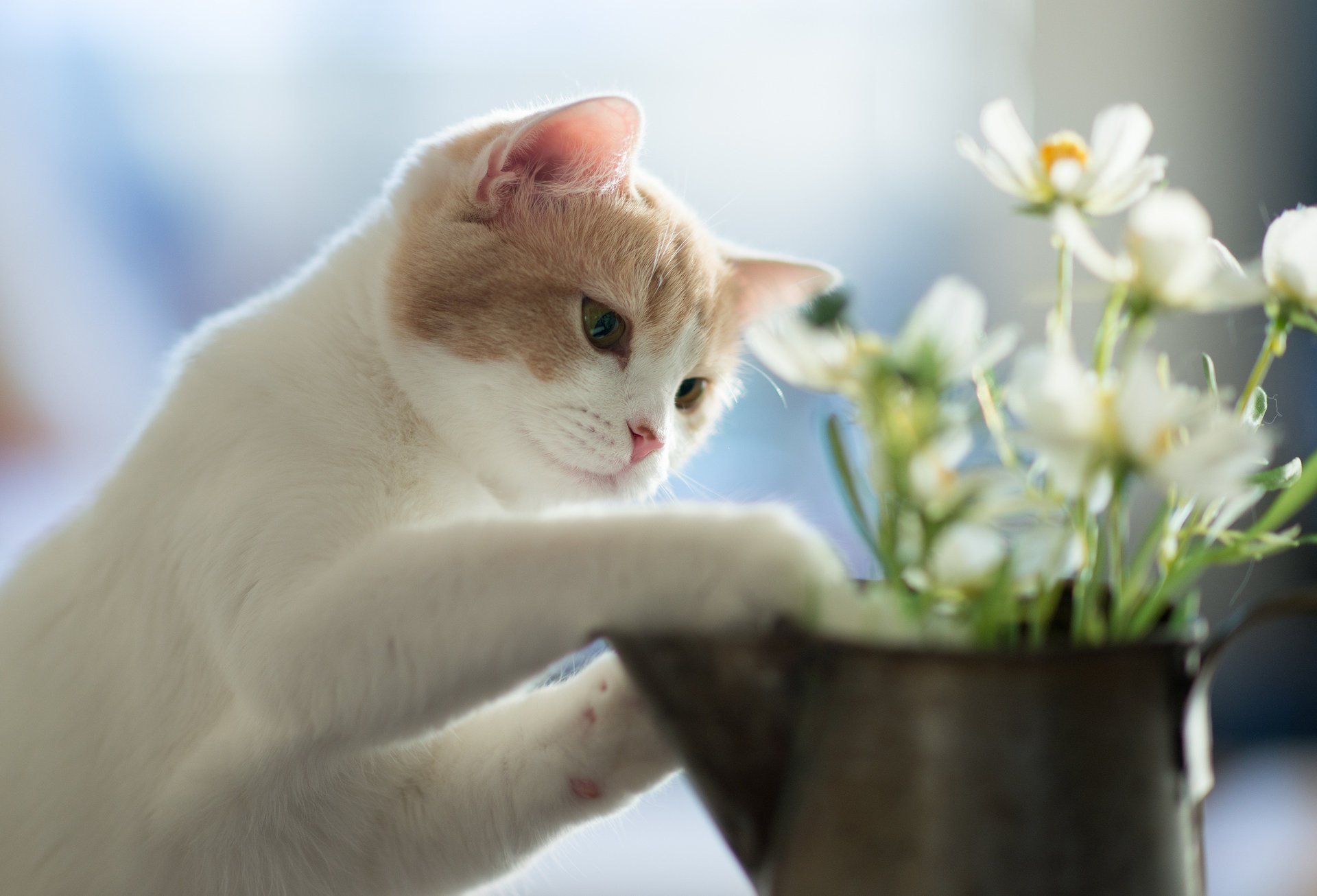 flowers hannah benjamin torode kitty