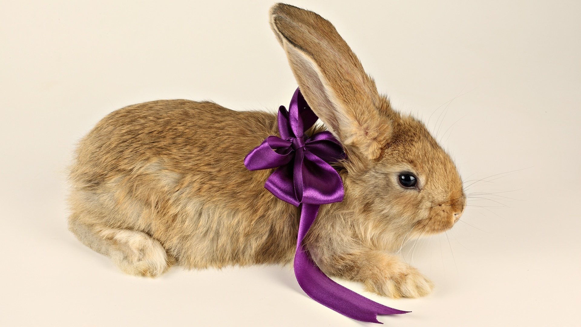 rabbit gift purple ears paws bow bow