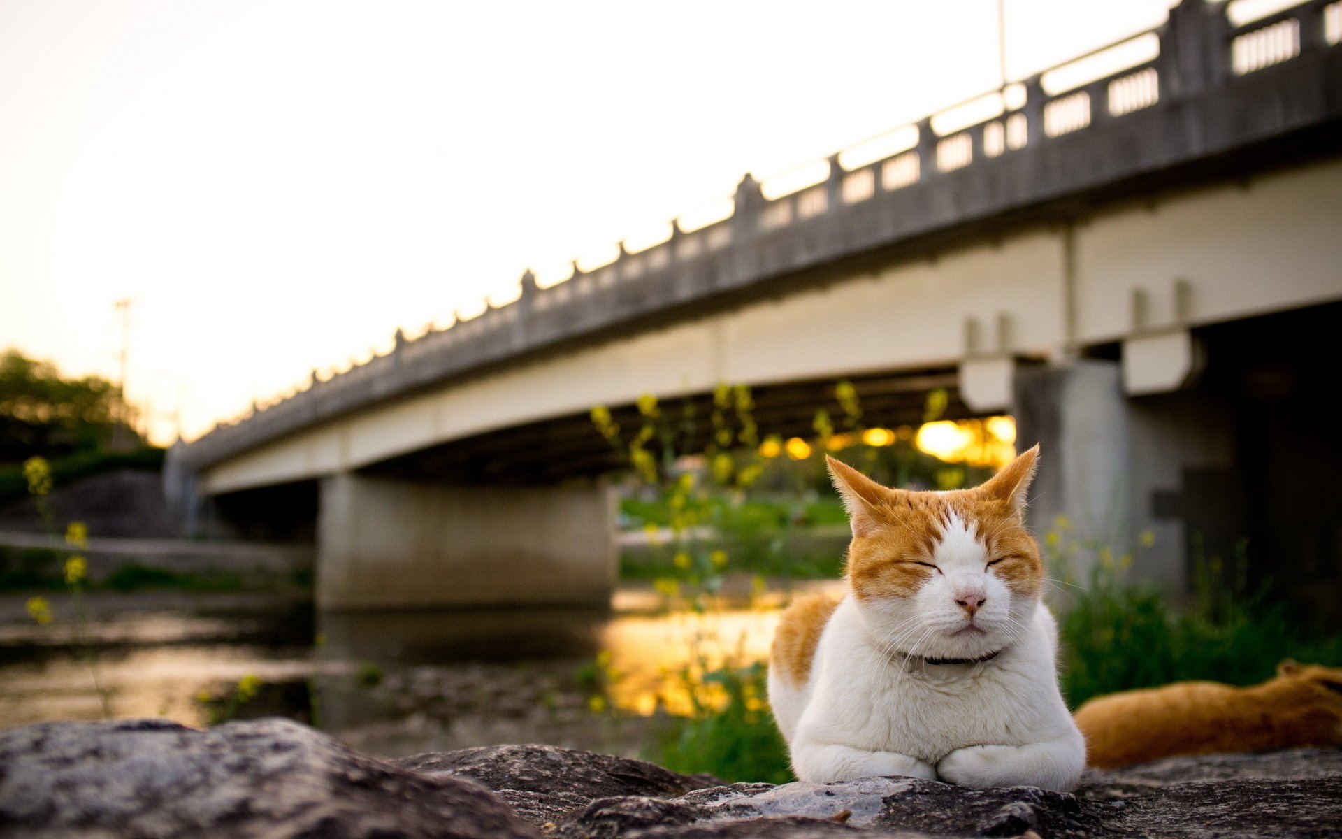 кошка мост закат