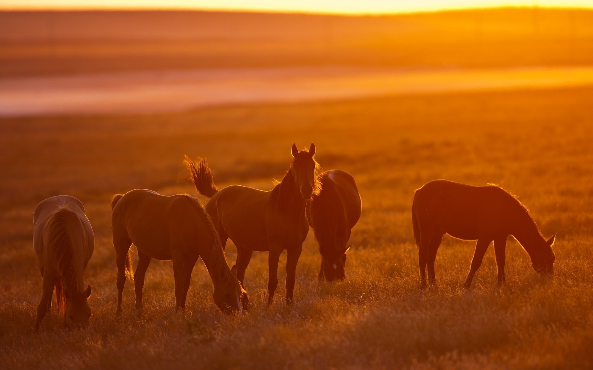 horses sunset nature