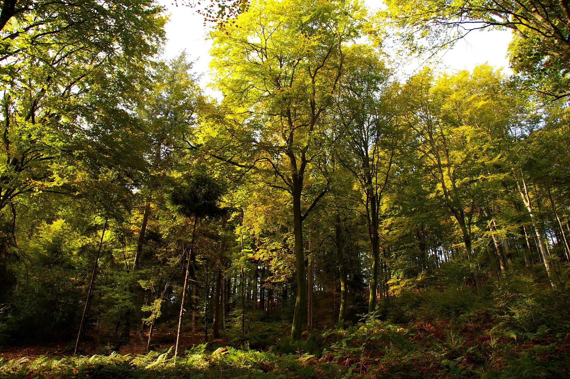 alemania bosque soleado día árboles otoño