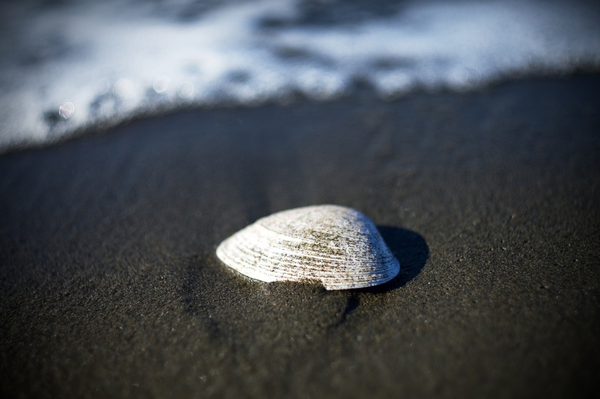 pentax coquille plage sable