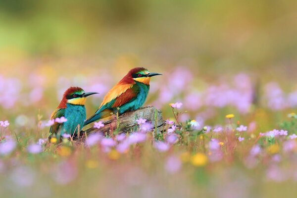 Hermosos pájaros multicolores