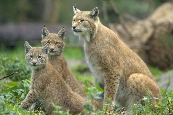 El lince con cachorros está alerta y siempre está listo para protegerlos