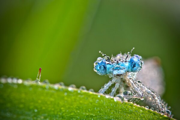 Dragonfly in dew on a grass stalk