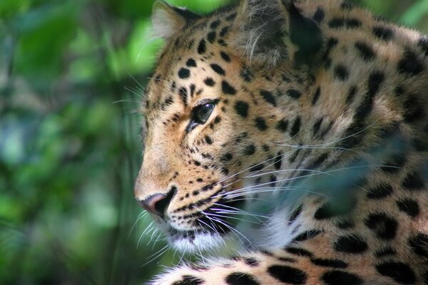 The leopard turned its muzzle in profile