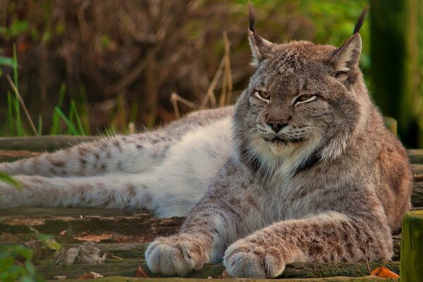 The lynx calmly demonstrates its power and greatness