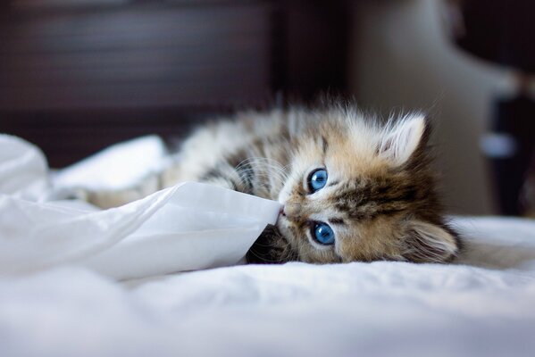 A blue-eyed kitten on a white blanket