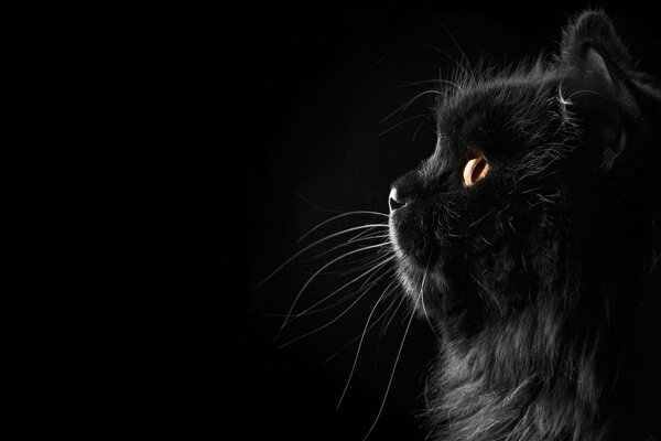 Schwarze Katze mit gelben Augen auf schwarzem Hintergrund