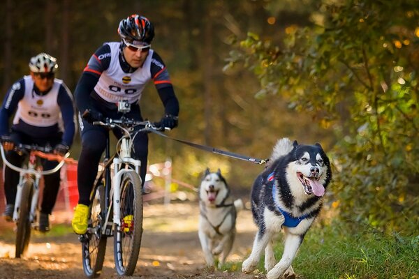 Fahrende Huskies laufen mit Radfahrern herum