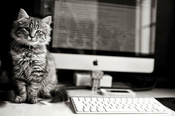 El gato se sienta en la mesa junto a la pantalla del Monitor