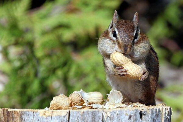 Ardilla rayada come nueces en el cáñamo