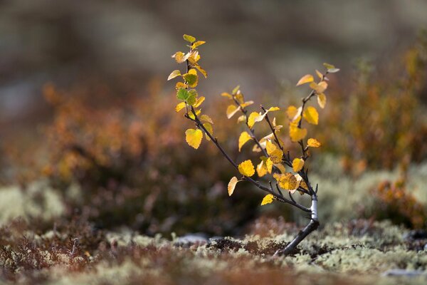 Autumn birch branch on the ground