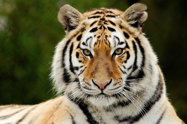 Ein genauerer Blick auf den majestätischen Tiger