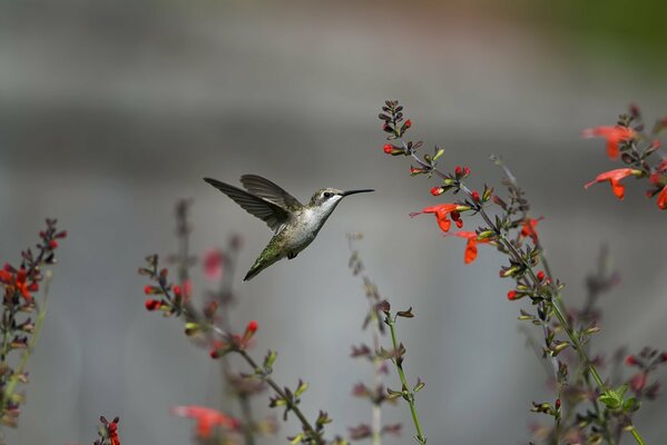 Colibrì che sbatte le ali accanto ai fiori