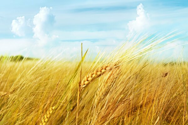 Campo di grano girato in macrofotografia