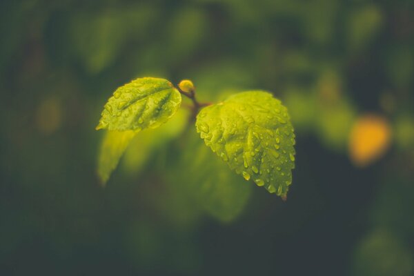 Micro foto di foglie verdi