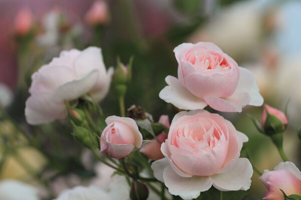 Bellissimi fiori con gemme su un ramoscello