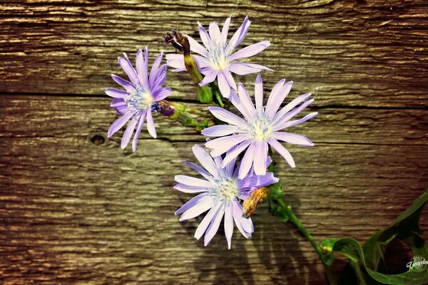 Flores púrpuras sobre fondo de madera