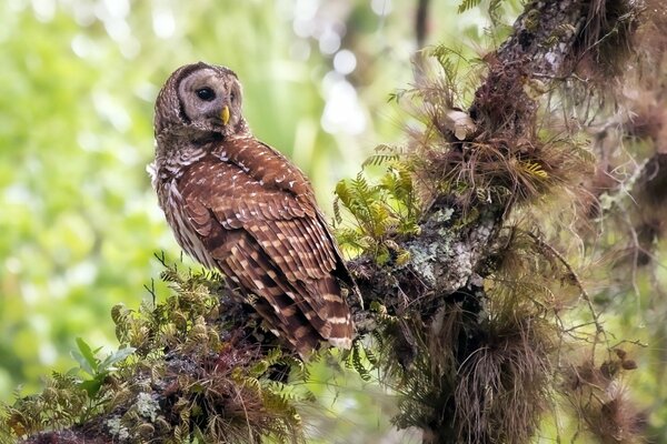 The owl on the branch turned its head back