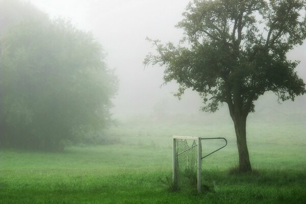 Ein nebliges grünes Feld, im Vordergrund ein Sporttor und ein Baum