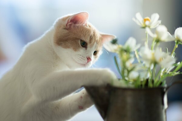 Ein neugieriges Kätzchen lernt Blumen kennen