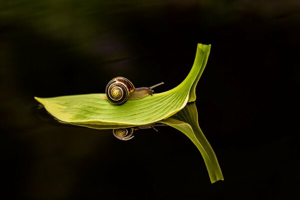 Feuille verte sur l eau avec escargot