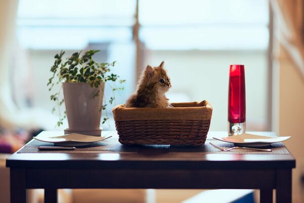 Gattino in un cestino sul tavolo da pranzo