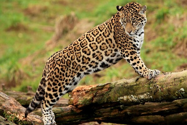 Jaguar stands on a fallen log