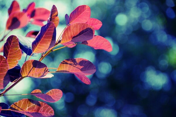 Red leaves on a background of glare