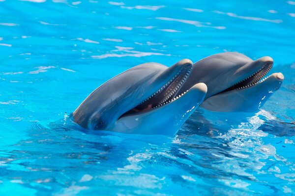 Dos delfines en agua azul