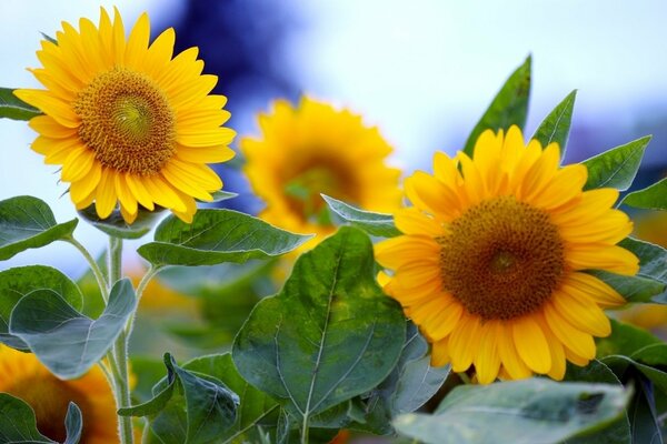 Grandes girasoles amarillos en verano