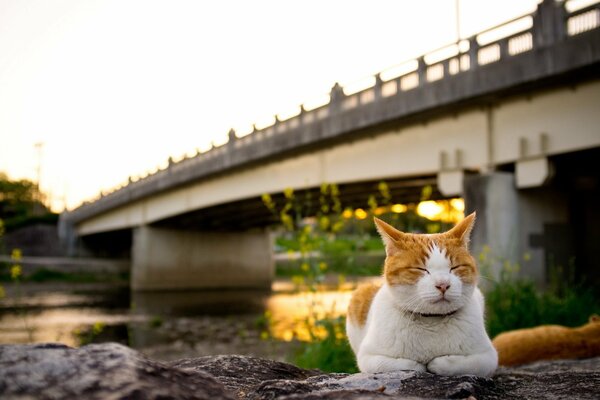 Il gatto strizza gli occhi vicino al fiume con un ponte