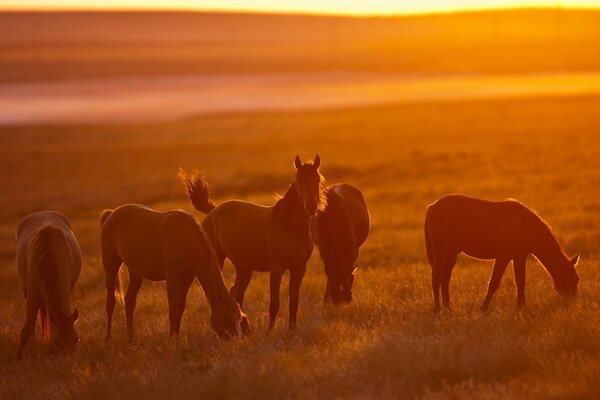 Schöne Pferde essen Gras bei Sonnenuntergang im Feld