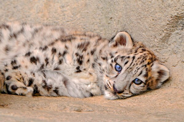 A small snow leopard is resting after the game