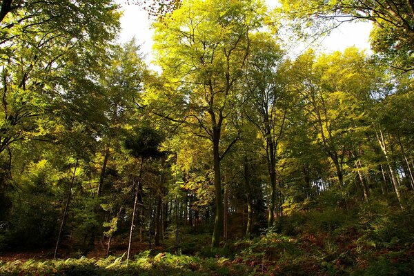 El bosque de las maravillas en un día soleado