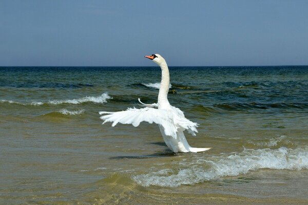 The white swan stretched its neck in flight