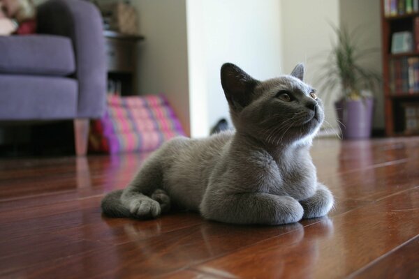 Gatto grigio che riposa sul pavimento