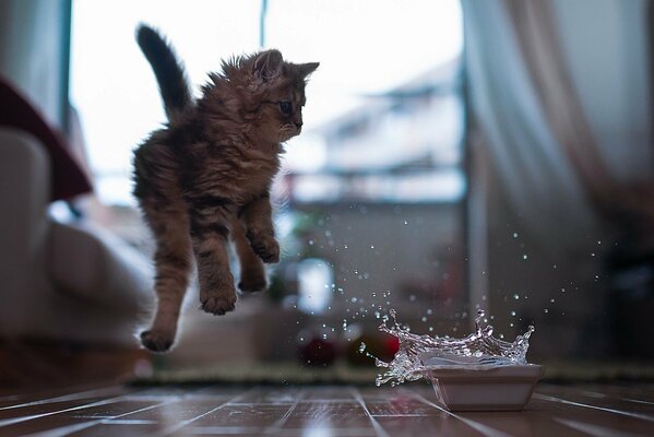 Peludo gatito juega con un tazón