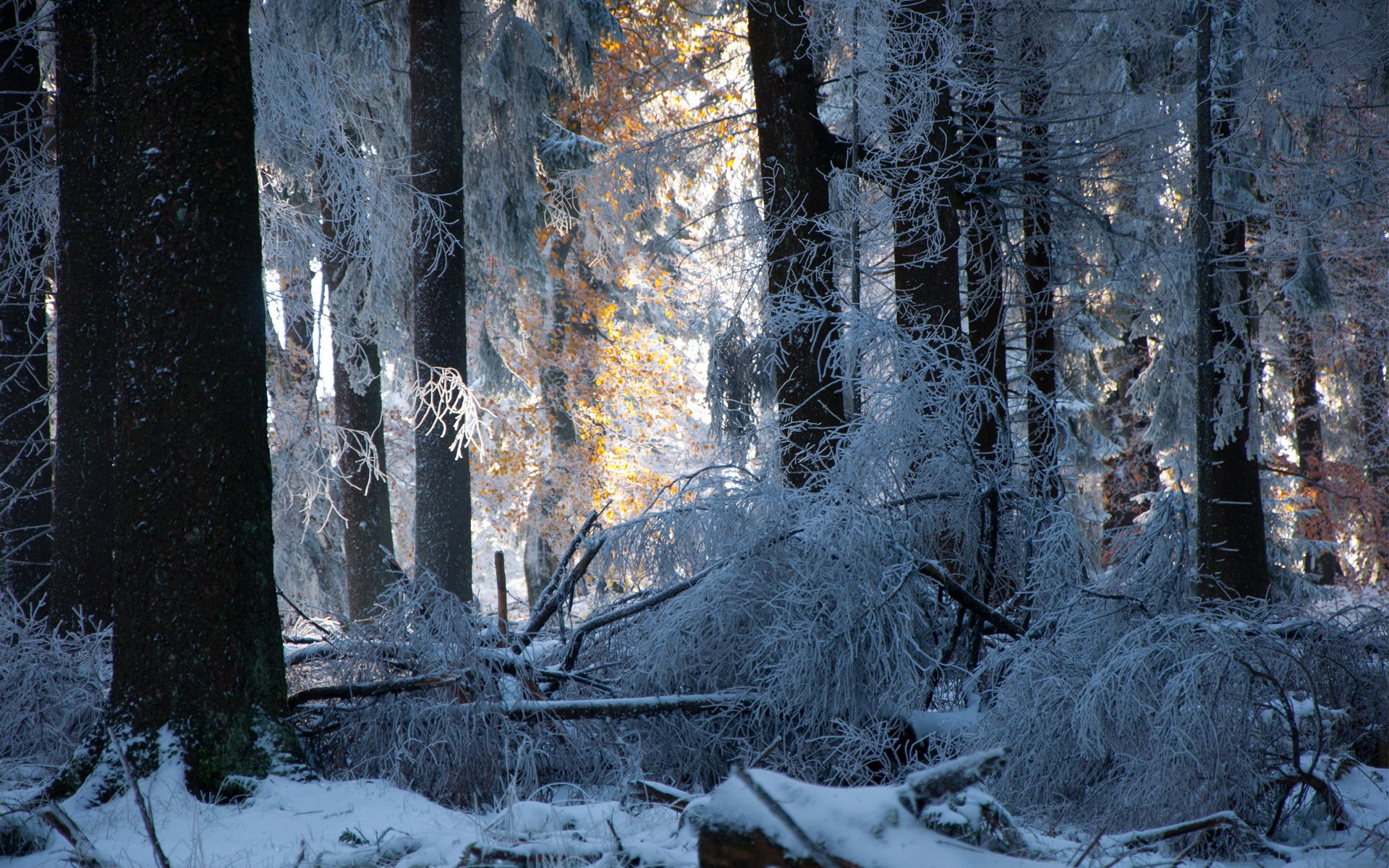 las drzewa zima śnieg