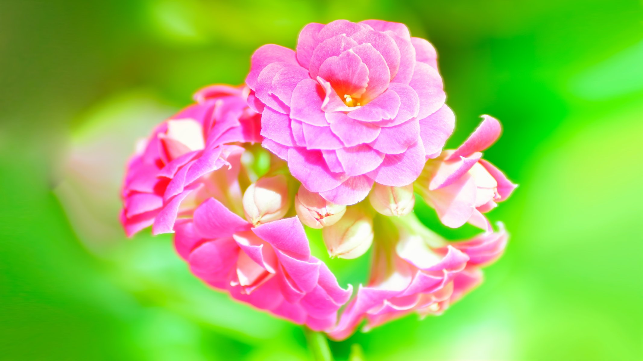 kalanchoe verde rosa macro