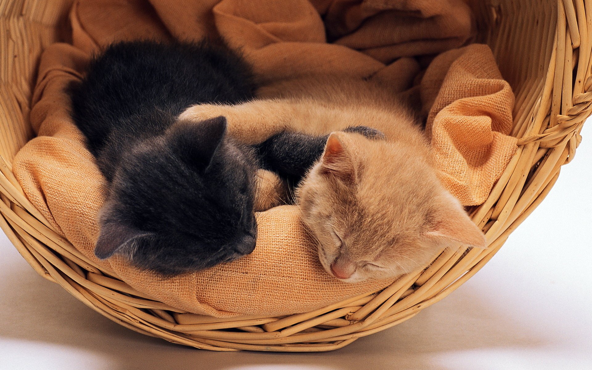 basket sweet basket blanket meow couple kitten