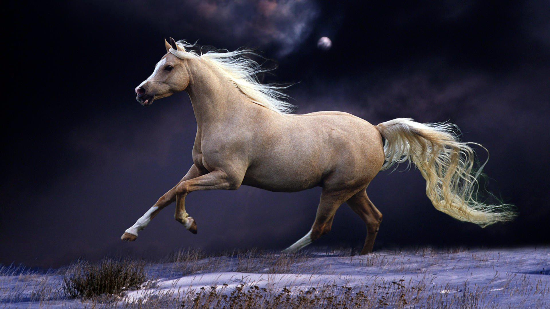 horse night tail the sky snow the moon mane white gallop