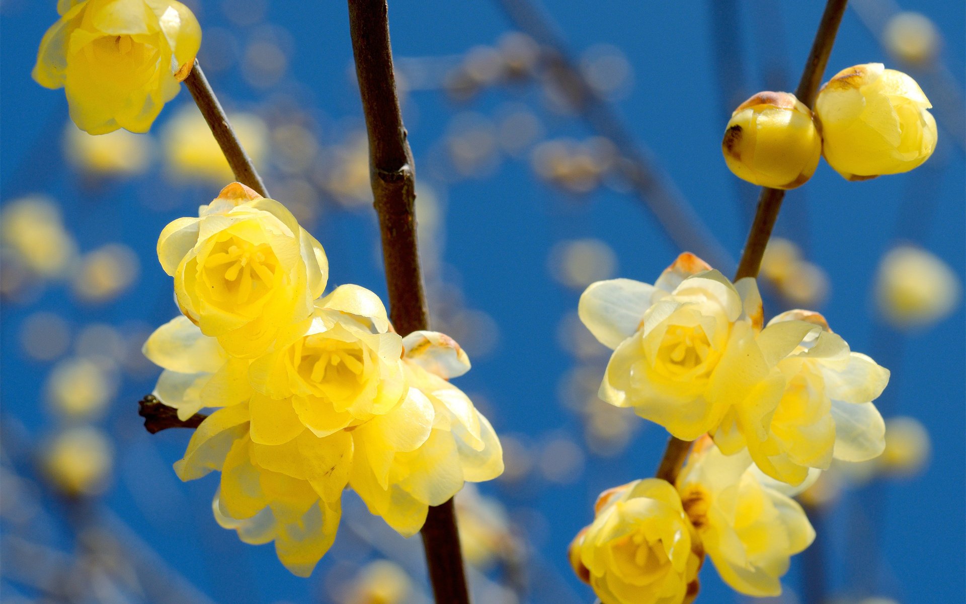 blumen blüte gelb zweige frühling