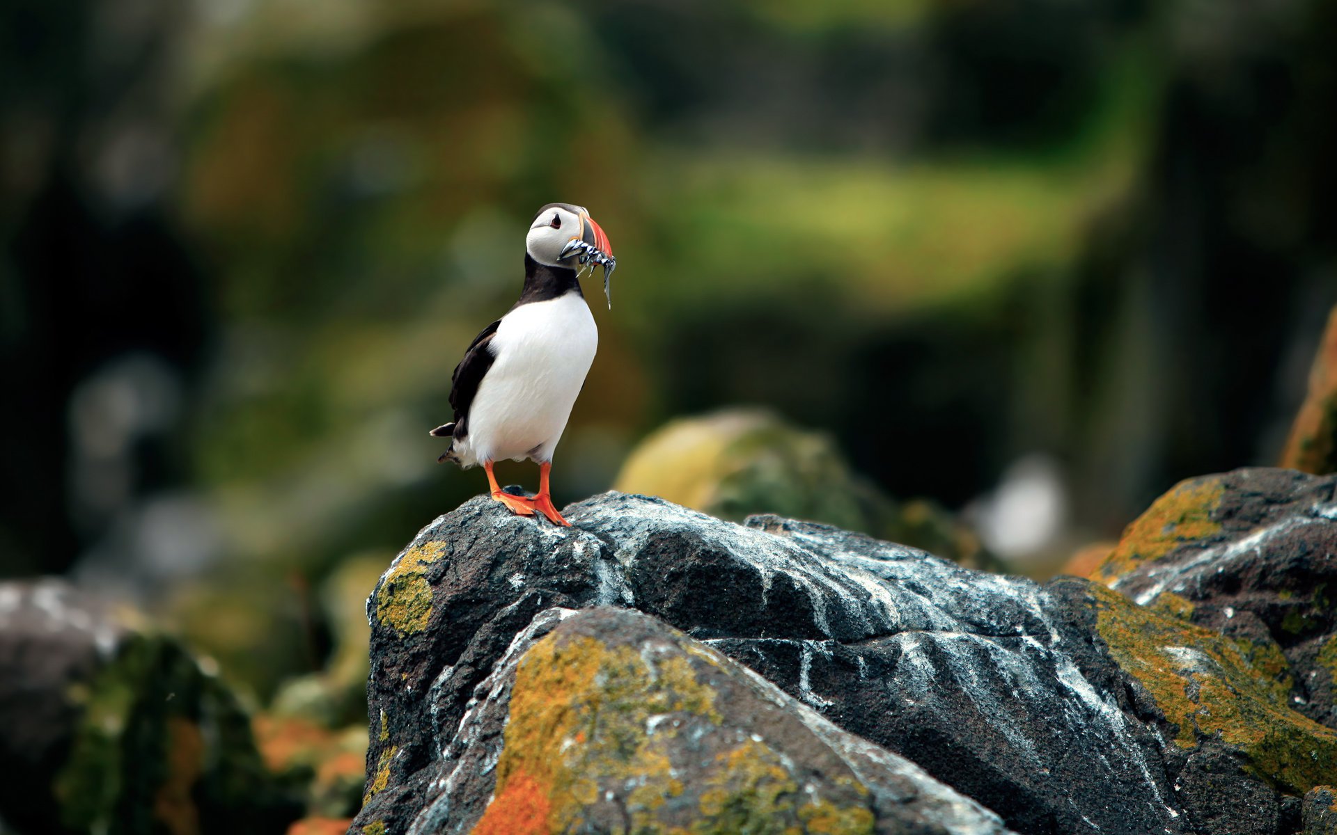 птицы атлантический тупик птица puffin fratercula arctica